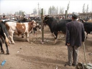 Рынок живности выставлен на аукцион