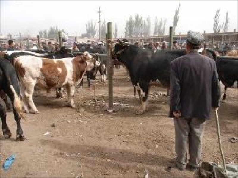 Рынок живности выставлен на аукцион