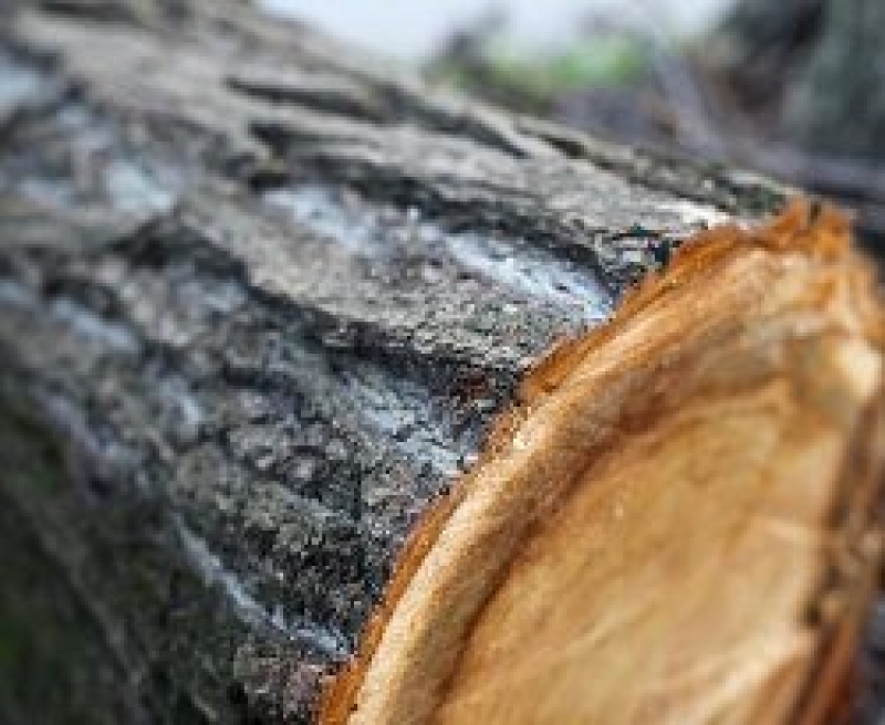 Началась реализация древесины