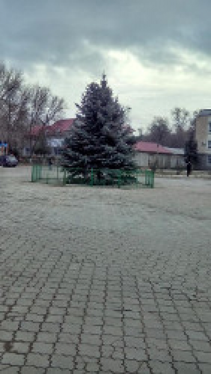 Установлена главная новогодняя елка города